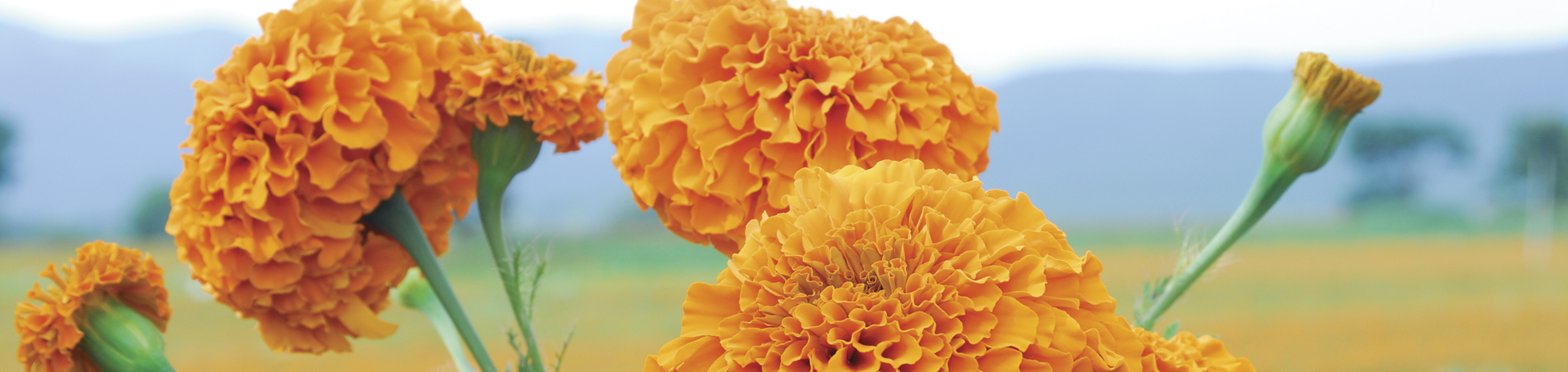 VP_VP_ALL_1920x455_1805_Tagetes_Flower_Field.jpg